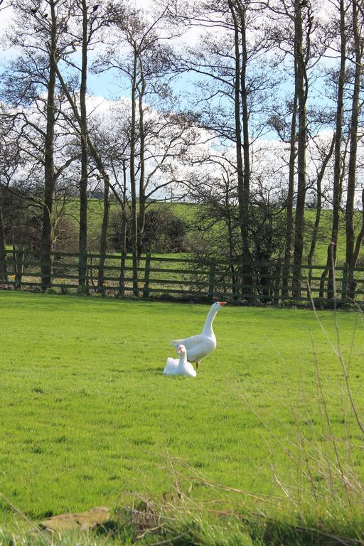 Bective Mill B&B Kilmessan Esterno foto